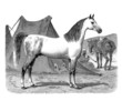 Purebred Horse