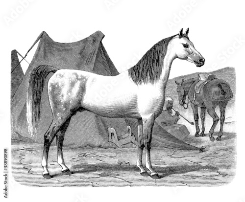 Illustration: Purebred Horse Purebred Horse