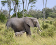 African Bush Elephant and her baby African Bush Elephant and her baby