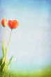 Spring, summer background