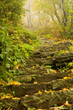 Autumn in the forest