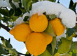 Lemon three under the snow