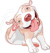 Cute pit bull scratching