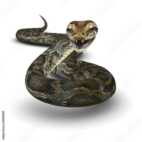 Illustration: Python Python