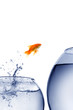 goldfish jumping out of the water goldfish jumping out of the water