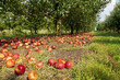 Apples on the ground