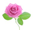 canvas print picture - Pink rose