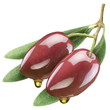 Olives with leaves on a white