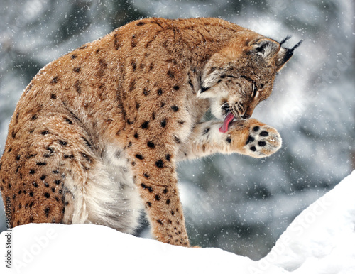 Photo: Lynx in winter Lynx in winter