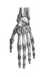 Hand Anatomy