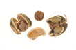 Foto: Dry Rubber Seeds Dry Rubber Seeds