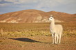 Llama
