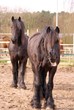 A gaping Frisian horse
