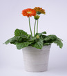 gerbera in vaso