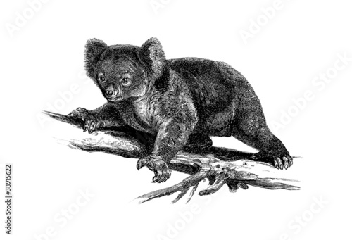 Illustration: Koala Koala