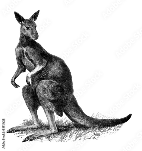 Illustration: Kanguru Kanguru