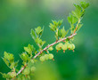 goosberry branch