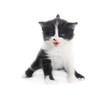 kitten isolated