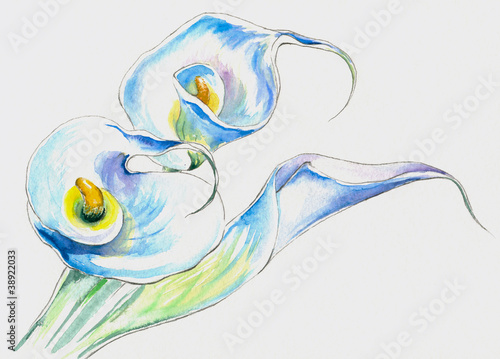 Illustration: White calla White calla