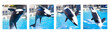 Killer Whale Backflip Sequence