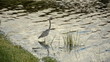 Tri-colored heron (egretta tricolor) seen in Florida
