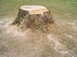 Baumstumpf