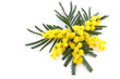 mimosa