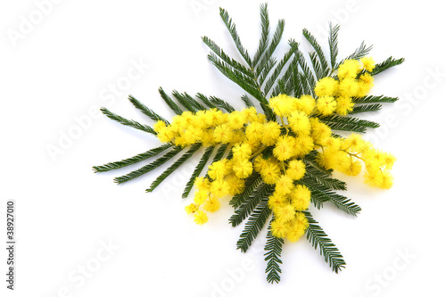 Photo: mimosa mimosa