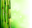 Bamboo background. Vector illustration.
