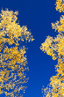 Yellow Aspen Leaves On Blue Sky