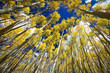 Surrounded by a Forest of Tall Golden Aspen Trees
