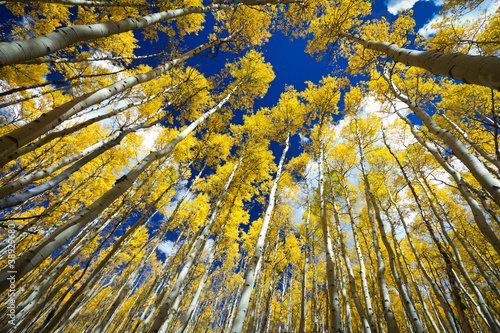 Foto: Surrounded by a Forest of Tall Golden Aspen Trees Surrounded by a Forest of Tall Golden Aspen Trees