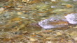 Clear Mountain Stream