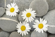 Still life with set of white flower and gray pebbles