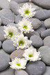 Set of white chrysanthemums flower on pebbles