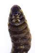cocoon caterpillar cocoon caterpillar