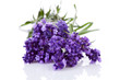 Bunch of picked lavender