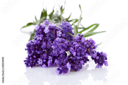 Photo: Bunch of picked lavender Bunch of picked lavender