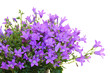 Foto: Glockenblume (campanula portenschlagiana) Glockenblume (campanula portenschlagiana)
