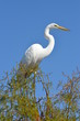 Great Egret 1