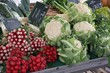 Foto: Kohl und Radieschen Kohl und Radieschen