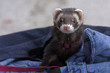 Furetto nella borsa