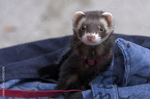 Photo: Furetto nella borsa Furetto nella borsa