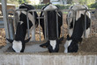 cattleshed of barns
