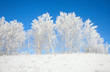 Winter landscape