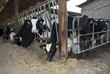 cattleshed of barns