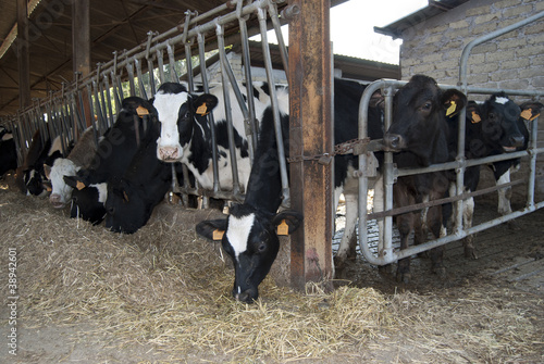 Photo: cattleshed of barns cattleshed of barns
