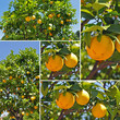 orangen