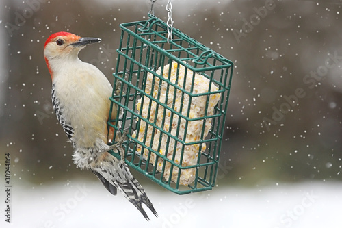 Photo: Woodpecker on a Feeder Woodpecker on a Feeder