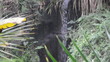 Video: Vegetation im Regenwald Vegetation im Regenwald